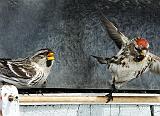 Two Redpolls_DSCF00022